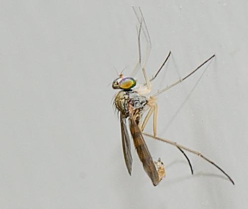 Réf. 303 570 : Sciapus euzonus